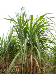 Sugarcane on transparent background with clipping path, suitable for print and web pages.
