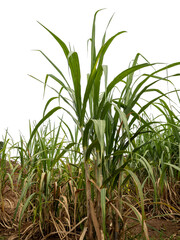 Sugarcane on transparent background with clipping path, suitable for print and web pages.