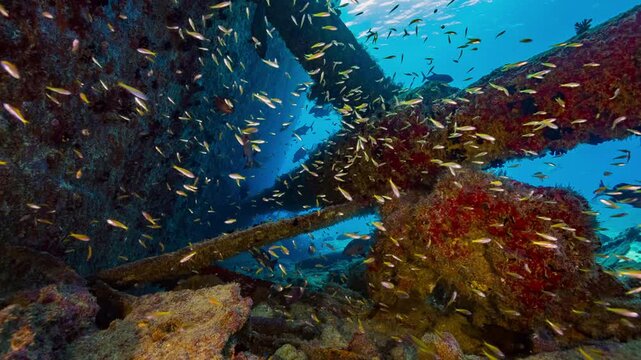 Underwater shot of propellor shafts of huge shipwreck lying on seabed with large numbers of tiny fish swimming together