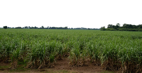 Sugarcane fields in Thailand on transparent background with clipping path, suitable for print and web pages.