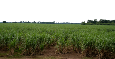 Sugarcane fields in Thailand on transparent background with clipping path, suitable for print and web pages.