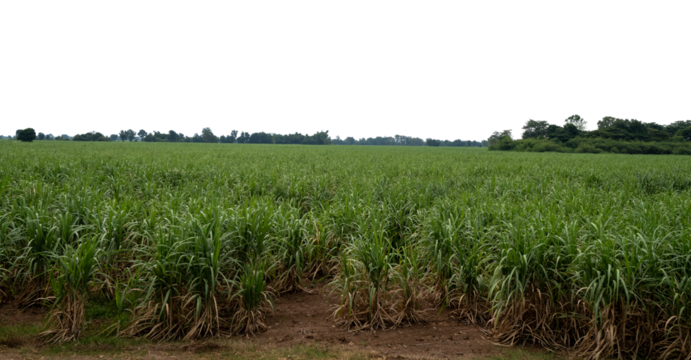 Sugarcane fields in Thailand on transparent background with clipping path, suitable for print and web pages.