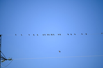 Common starling. Group of birds perched on a power line. A flock of birds on a wire. 
