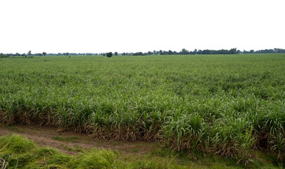 Sugarcane fields in Thailand on transparent background with clipping path, suitable for print and web pages.