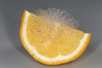 Parasitic pin mushrooms mould on lemon part on gray background
