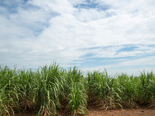 Sugarcane fields, blue sky and clear sky days in Thailand.