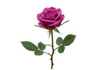 Isolated beautiful purple rose with leaves, stem, and thorns, a natural botanical flower