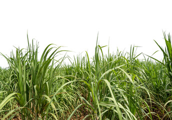 Sugarcane on transparent background with clipping path, suitable for print and web pages.