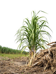 Sugarcane on transparent background with clipping path, suitable for print and web pages.