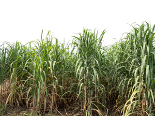 Sugarcane on transparent background with clipping path, suitable for print and web pages.