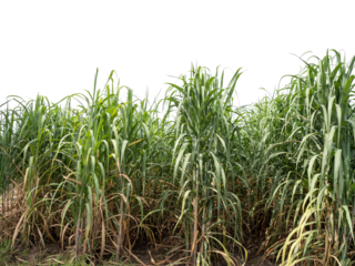 Sugarcane on transparent background with clipping path, suitable for print and web pages.