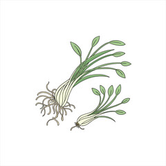 Illustration of two green onion plants with roots and leaves on a white background