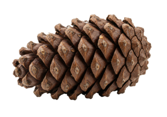 Isolated brown pinecone, a nature element for a rustic decoration or craft project