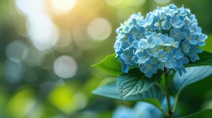Delicate Blue Hydrangea Blossom with Sunlight Background