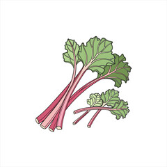 Illustration of fresh pink rhubarb stalks with green leaves on a white background