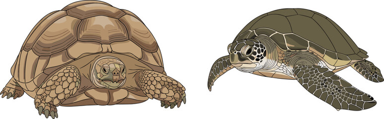 Tortoise and sea turtle illustration, wildlife reptiles artwork, land tortoise and marine turtle comparison, nature animals drawing, detailed reptile design, vector art