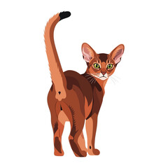 Abyssinian Cat Turning Back: An illustrative Abyssinian cat gazes over its shoulder, showcasing its vibrant coat and captivating eyes, a testament to its charm and curiosity.