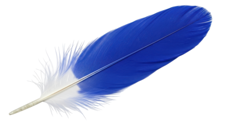 Isolated blue and white bird feather, light and delicate, used for decoration projects