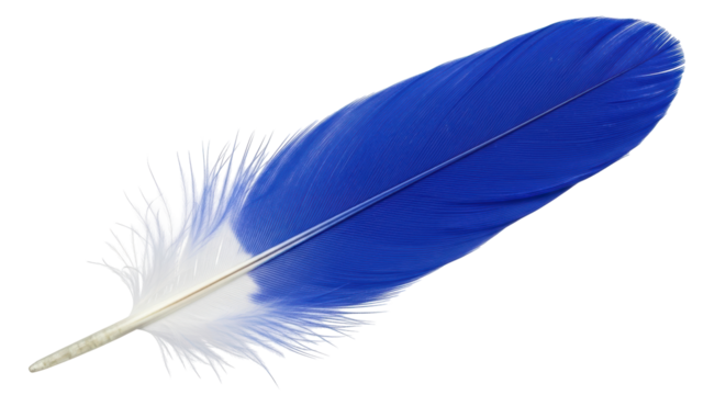Isolated blue and white bird feather, light and delicate, used for decoration projects