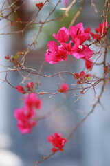 close-up of pink bougainvillea