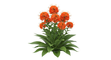 Isolated paintbrush lily, plant, flowers, green leaves, orange blossoms, flowering perennial