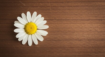 Obraz premium Single White Daisy Flower with Yellow Center on Textured Wooden Background