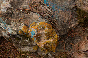 Closeup of colorful moss and lichen growing on textured rock with pine needles, in autumn forest. Natural environmental background. Mediterranean nature, ecology and vegetation.