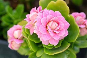 flower, pink, rose, nature, peony, garden, plant, flowers, blossom, bloom, flora, spring, beauty, summer, petal, floral, leaf, beautiful, petals, closeup, gardening, red, roses, blooming, color