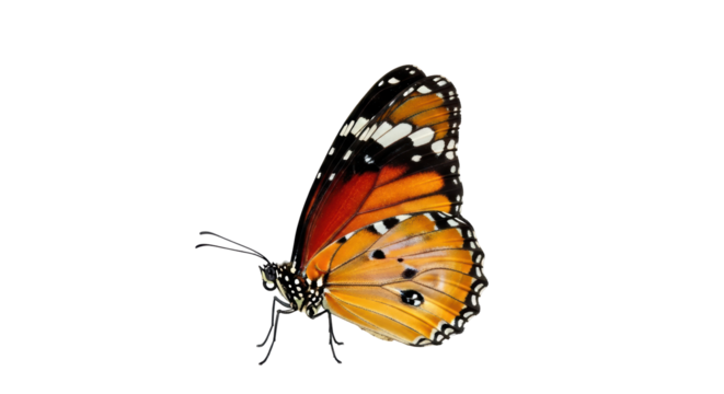 Isolated butterfly insect with orange and red wings, spotted patterns, antenna and legs