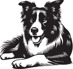 Border Collie Dog Vector Illustration, Black and White Silhouette, Pet Animal Design