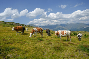 A group of cows grazing on a mountain. Herd of cows graze grass on the hill.