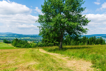 Large green tree stands on hillside path, overlooking rural valley and distant town. Summer landscape emphasizes open space, nature, and countryside tranquility.