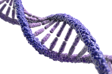 Detailed 3d Model Of Twisted Dna Double Helix