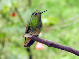 Fototapeta premium green hummingbird perched on a branch