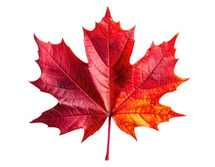 Fototapeta premium Vibrant autumn maple leaf against black