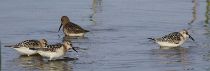 The bright wrasse is looking for something to eat in the water.