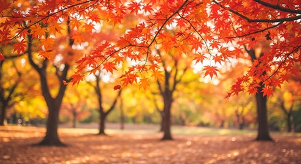Vibrant Japanese Maple Leaves in Autumn Sunlight, Park Setting