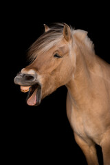 Obraz premium lachendes Fjordpferd 