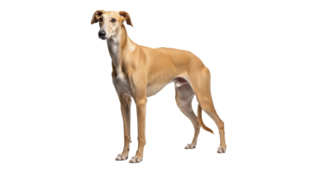 Isolated fawn galgo, beautiful Spanish sighthound dog, standing in studio looking at the camera