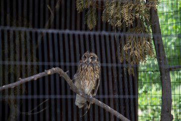beautiful owl in a cage at the zoo