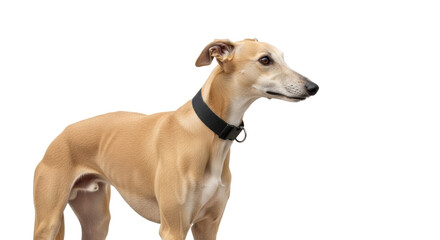 Isolated Fawn Greyhound wearing a black collar looking forward against seamless background