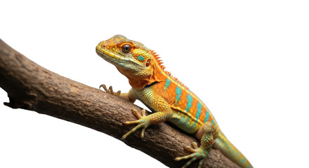 Obraz premium Bright lizard clings to branch against black backdrop