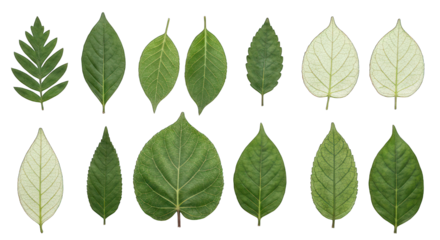 Diverse leaves displayed in a row, against a black background