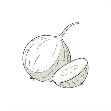Illustration of a whole jicama and a half jicama on a white background