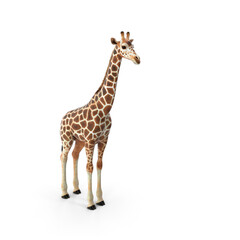 giraffe on white background