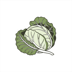Obraz premium Stylized illustration of a fresh green cabbage with detailed leaves