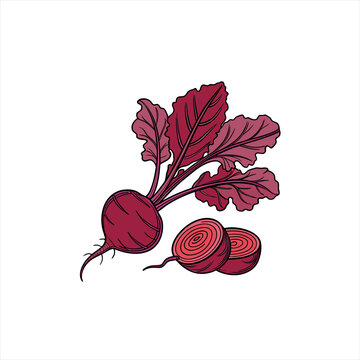 Fresh beetroot with leaves and slices hand drawn illustration