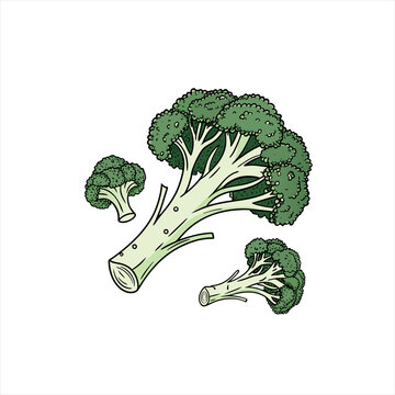 Fresh green broccoli florets and stems isolated on white background