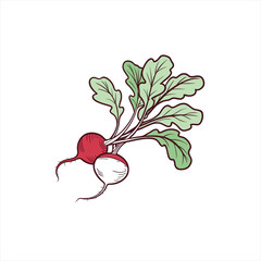 Fresh radishes with green leaves illustration