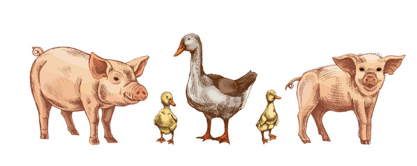 Hand drawn vintage farm animals illustration with pigs piglets goose goslings and ducklings baby birds in rustic style
